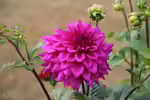 Dahlia pinnata im Garten pflanzen (Einrichtungsbeispiele mit Großfiedrige Dahlie)
