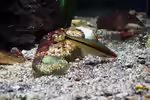 Die Gattung Dawkinsia – farbenprächtige Barben aus Südasien für geräumige Aquarien (Einrichtungsbeispiele mit Dawkinsia-Arten)