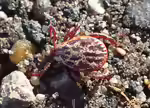 Dermacentor reticulatus im Garten (Einrichtungsbeispiele mit Auwaldzecken)