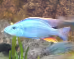 Dimidiochromis compressiceps im Aquarium halten (Einrichtungsbeispiele mit Messerbuntbarsch)
