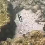 Dischistodus fasciatus im Aquarium halten (Einrichtungsbeispiele mit Gelbgestreifter Riffbarsch)