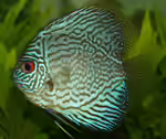 Diskusfische im Aquarium halten (Einrichtungsbeispiele mit Symphysodon)