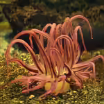 Dofleinia armata im Aquarium halten (Einrichtungsbeispiele für Bewaffnete Anemone)