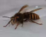 Dolichovespula media im Garten (Einrichtungsbeispiele mit Mittlere Wespe)