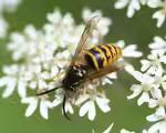 Dolichovespula saxonica im Garten (Einrichtungsbeispiele mit Sächsische Wespe)