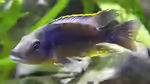 Eclectochromis: Malawi-Buntbarsche mit Charakter, Kraft und besonderer Maulform (Einrichtungsbeispiele mit Eclectochromis-Arten)