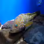 Epinephelus akaara im Aquarium halten (Einrichtungsbeispiele für Hong Kong-Barsch)