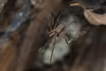 Eratigena atrica im Garten (Einrichtungsbeispiele mit Große Winkelspinne)