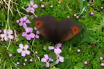 Graubrauner Mohrenfalter im Garten (Einrichtungsbeispiele mit Erebia pandrose)
