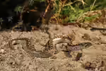 Eryx jaculus im Terrarium halten (Einrichtungsbeispiele mit Westliche Sandboa)