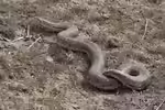 Eryx miliaris im Terrarium halten (Einrichtungsbeispiele mit Östliche Sandboa)
