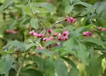 Euonymus phellomanus im Garten pflanzen (Einrichtungsbeispiele mit Hoher Korkflügelstrauch)