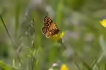Goldener-Scheckenfalter im Garten (Einrichtungsbeispiele mit Euphydryas aurinia)