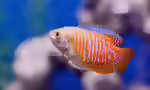 Fadenfische im Aquarium: Haltung, Arten, Verhalten und Pflege (Einrichtungsbeispiele mit Fadenfischen)