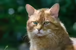 Europäische Wildkatze im Garten (Einrichtungsbeispiele mit Felis silvestris silvestris)