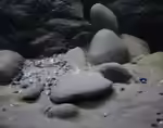 Flusskiesel als Deko im Aquarium (Einrichtungsbeispiele mit Flusskieseln)