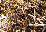 Formica rufa im Garten (Einrichtungsbeispiele mit Waldameise)