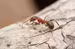 Formica sanguinea im Garten (Einrichtungsbeispiele mit Blutrote Raubameise)