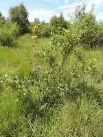 Frangula alnus im Garten pflanzen (Einrichtungsbeispiele mit Faulbaum)