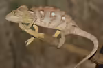 Furcifer oustaleti im Terrarium halten (Einrichtungsbeispiele mit Madagaskar-Riesenchamäleon)