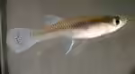 Gambusia holbrooki: Östlicher Moskitofisch im Aquarium halten (Einrichtungsbeispiele mit Östlicher Moskitofisch)