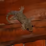 Geckolepis maculata im Terrarium halten (Einrichtungsbeispiele mit Gefleckter Fischschuppengecko)