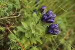 Gentiana scabra im Garten pflanzen (Einrichtungsbeispiele mit Japanische Herbstenzian)