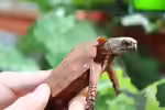 Geoemyda spengleri im Terrarium halten (Einrichtungsbeispiele mit Zacken-Erdschildkröte)