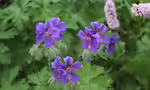 Geranium sylvaticum im Garten pflanzen (Einrichtungsbeispiele mit Wald-Storchschnabel)