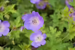 Geranium wallichianum im Garten pflanzen (Einrichtungsbeispiele mit Wallichis Storchschnabel)