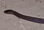 Gonionotophis capensis im Terrarium halten (Einrichtungsbeispiele mit Südliche Feilennatter)