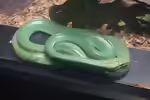 Gonyosoma prasinum im Terrarium halten (Einrichtungsbeispiele mit Smaragdnatter)