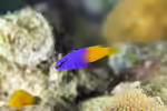Gramma loreto im Aquarium halten (Einrichtungsbeispiele mit Königs-Feenbarsch)