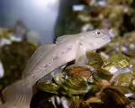 Grundeln im Aquarium: Faszinierende Bodenbewohner mit Charakter (Einrichtungsbeispiele mit Grundel-Arten)