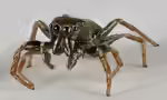 Goldaugenspringspinne im Garten (Einrichtungsbeispiele mit Heliophanus flavipes)