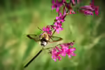 Hemaris fuciformis im Garten (Einrichtungsbeispiele mit Hummelschwärmer)