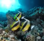 Heniochus intermedius im Aquarium halten (Einrichtungsbeispiele für Rotmeer Wimpelfisch)