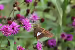 Komma-Dickkopffalter: Hesperia comma im Garten (Einrichtungsbeispiele mit Hesperia comma)