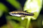 Heterandria formosa im Aquarium halten (Einrichtungsbeispiele mit Zwergkärpfling)