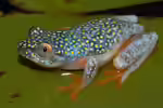 Heterixalus madagascariensis: Madagaskar-Riedfrosch im Terrarium halten (Einrichtungsbeispiele mit Madagaskar-Riedfrosch)