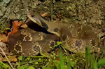 Heterodon platirhinos im Terrarium halten (Einrichtungsbeispiele mit Östliche Hakennasennatter)