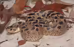 Heterodon simus im Terrarium halten (Einrichtungsbeispiele mit Südliche Hakennasennatter)