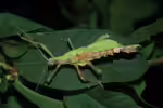 Heteropteryx dilatata im Terrarium halten (Einrichtungsbeispiele mit Malaiische Riesengespenstschrecke)