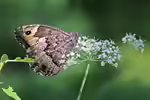 Großer-Waldportier im Garten (Einrichtungsbeispiele mit Hipparchia fagi)