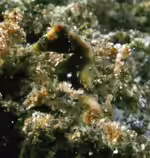 Hippocampus severnsi im Aquarium halten (Einrichtungsbeispiele für Severns Zwergseepferdchen)