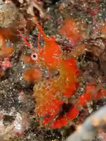 Hippocampus sindonis im Aquarium halten (Einrichtungsbeispiele für Gemaltes Seepferdchen)