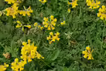 Hufeisenklee im Garten pflanzen (Einrichtungsbeispiele mit Hippocrepis comosa)