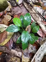 Homalomena humilis im Terrarium pflanzen (Einrichtungsbeispiele mit Homalomena humilis)