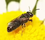 Hylaeus nigritus im Garten (Einrichtungsbeispiele mit Rainfarn-Maskenbiene)
