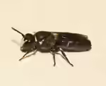 Hylaeus punctulatissimus im Garten (Einrichtungsbeispiele mit Lauch-Maskenbiene)